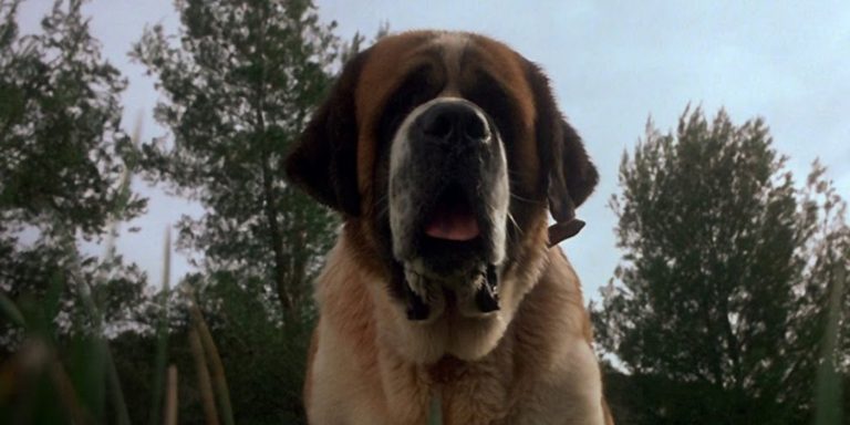 Nova adaptação de Cujo, de Stephen King, promete trazer o terror clássico de volta à vida na Netflix